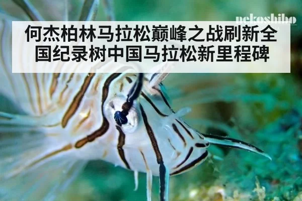 何杰柏林马拉松巅峰之战刷新全国纪录树中国马拉松新里程碑